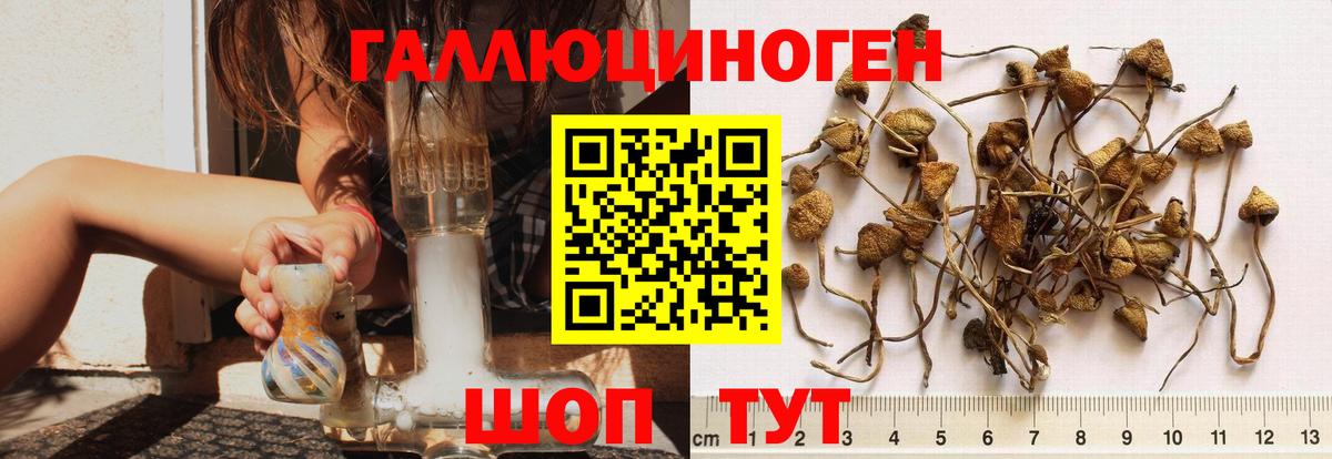 Псилоцибиновые грибы Psilocybe  Псилоцибиновые грибы мицелий  Вход с VPN  Мичуринск 